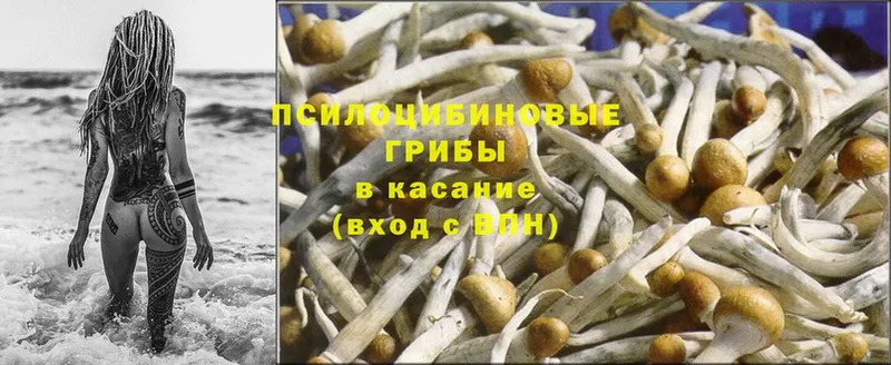 сколько стоит  Нахабино  Псилоцибиновые грибы Cubensis 